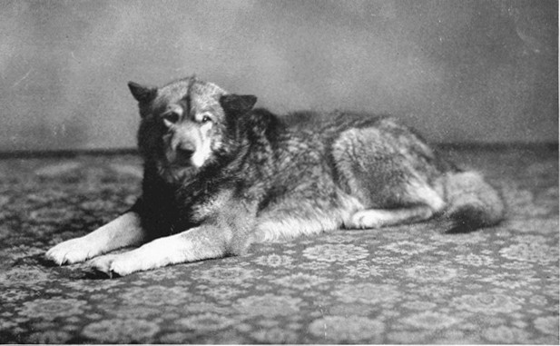 Copyright by E. A. Hegg, Juneau Courtesy of Webster & Stevens, Seattle  "Wolf"