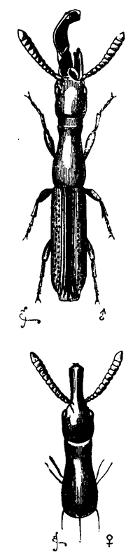 Fig. 9. Taphroderes distortus (much enlarged). Upper figure, male; lower figure, female.