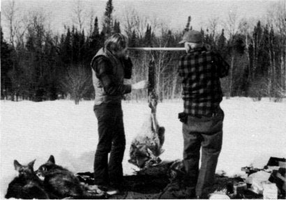 Fig. 6.—Before being transported to Michigan, each wolf was weighed (USFWS Photo by Don Reilly)