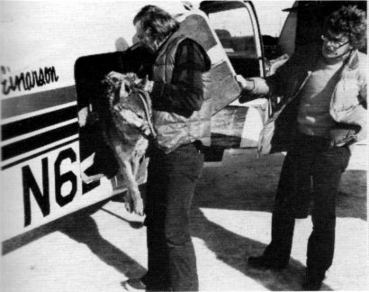 Fig. 9.—The anesthetized wolves were placed aboard an aircraft in International Falls, Minnesota (USFWS Photo by Don Reilly)