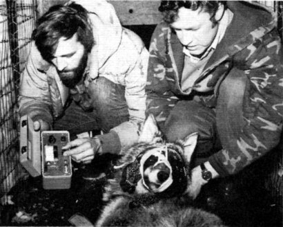 Fig. 12.—Biologists checked the signal from each radio-collar before the wolves were released into the holding pen (Photo by Don Pavloski)