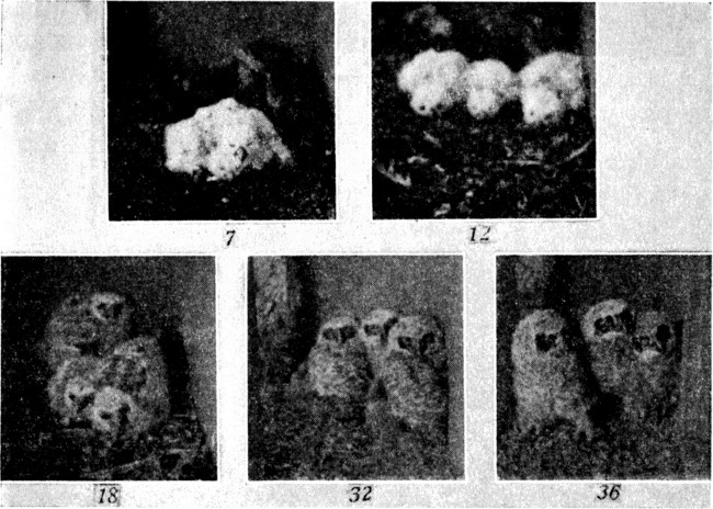 Fig. 3. Young Great Horned Owls in nest. Two owls are 7, 12, 18, 32, and 36 days of age, respectively; the third owl is about 2 days younger in each instance.