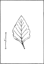 leaf