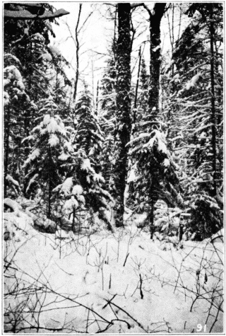 Northern Forest,—Young Spruce Growing Under Yellow Birch. Santa Clara, New York.