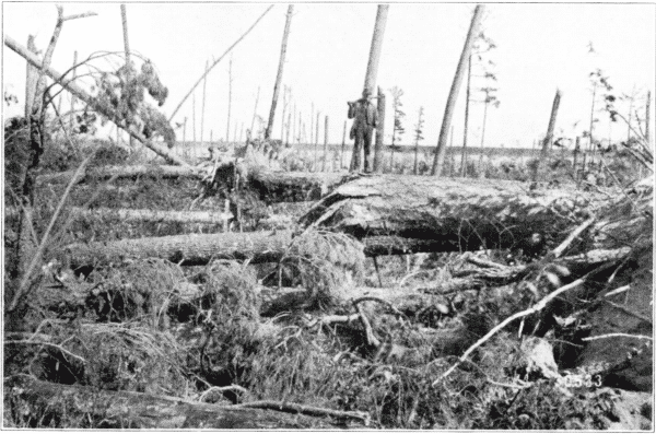 Effect of Wind, July, 1902, Cass County, Minnesota.