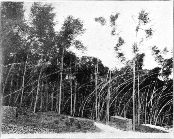 Slim Trees Bent Over by Snow; Stouter Trees Unharmed. Zurich, Switzerland.