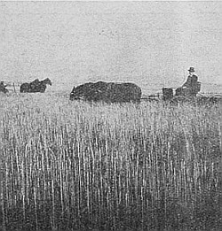 Sizing up quantity of hay per acre he would get from his hayfield.