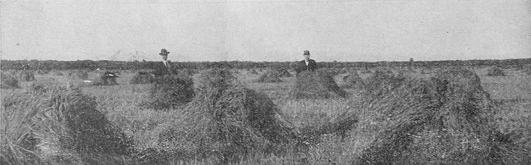 Figuring out the result of the year's crop. The yield of which he estimates at over forty bushels per acre of wheat.