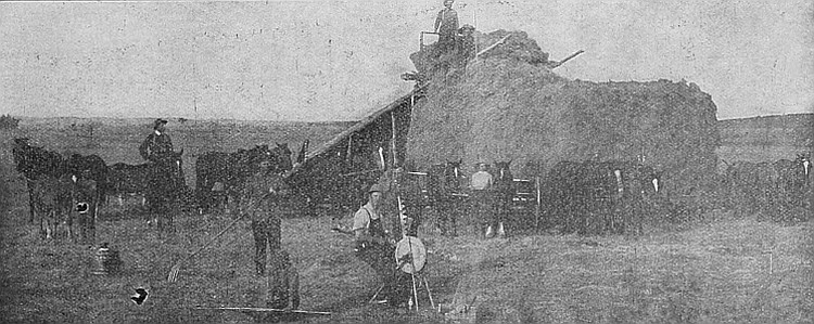 Putting up wild hay in Manitoba, which frequently yields from 1½ to 2 tons per acre.