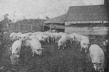 The raising of hogs is a highly profitable industry in Western Canada. They are easily fattened on barley, oats and alfalfa.