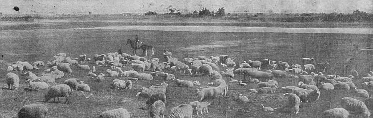 The sheep industry in Western Canada is one of certain profit. There are many large flocks in all parts of the three Provinces.