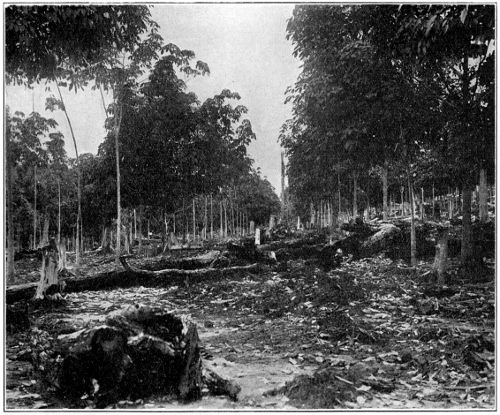 Typical Young Clearing, Aged about Three Years, planted on Virgin Soil