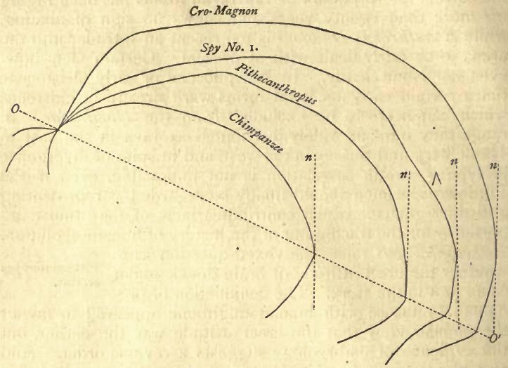 POSITION OF P. ERECTUS.