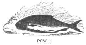 Roach