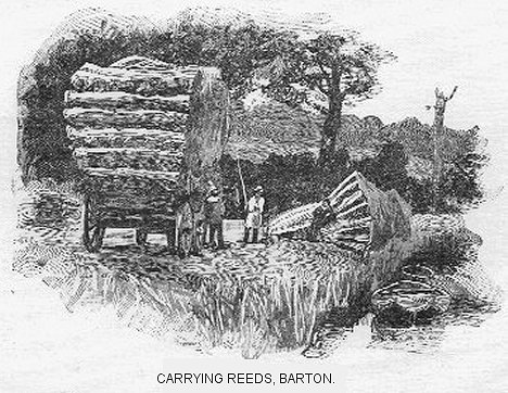 Carrying reeds, Barton