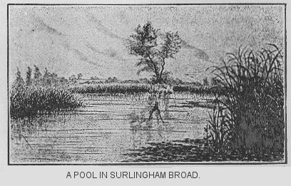 A pool in Burlingham Broad
