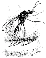 The Mosquito