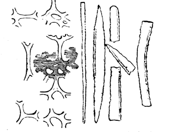 Spicules of Lithistid sponge.