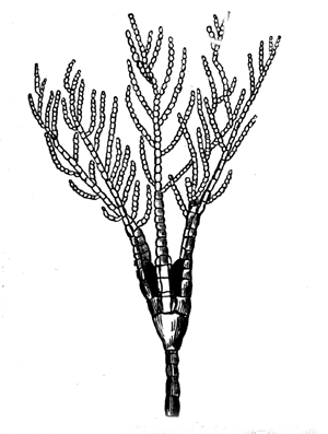 Modern Crinoid.