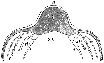 Transverse section of Calymene.