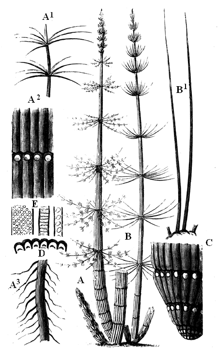 Calamites. Carboniferous.