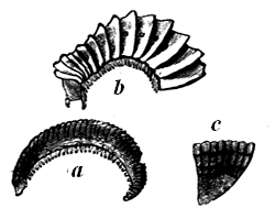 Millepedes. From the Coal-formation.