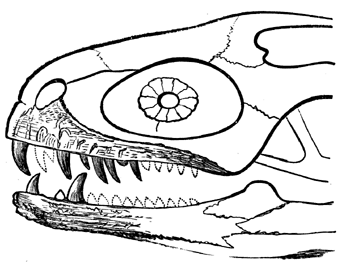 Jaws of   Megalosaurus.