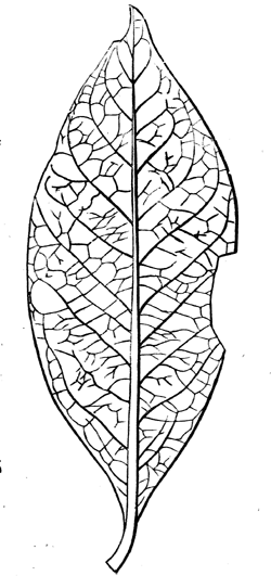 A European Magnoli of the   Eocene.