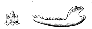 Jaw, and enlarged molar of   Phascolotherium Bucklandi.