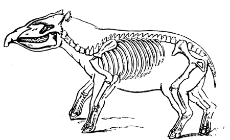 Restoration of   Palaeotherium magnum.