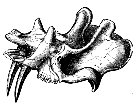 Skull of an Upper Eocene   Perissodactyl.