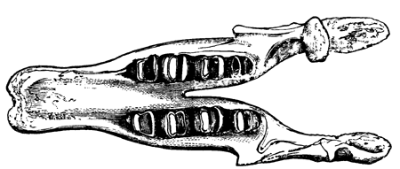 Lower Jaw of   Megatherium.