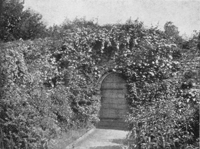 North side of the same Door, with Clematis Montana and Guelder-Rose.