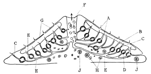 Illustration: Diagram of a vertical section through a freshwater sponge (modified from Kükenthal)