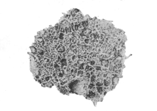 Illustration: Fig. 6.—Radial section through part of a dried sponge of Spongilla crassissima (from Calcutta), × 5.