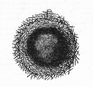 Illustration: Fig. 9.—Gemmule of Spongilla proliferens as seen in optical section (from Calcutta), × 140.
