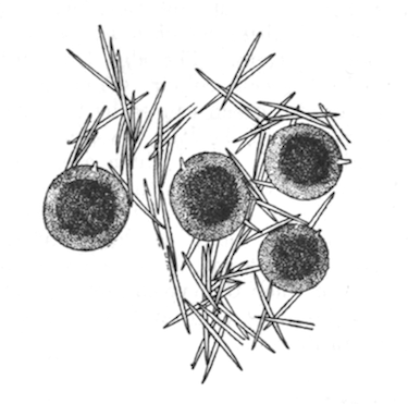 Illustration: Fig. 10.—Gemmules and fragment of the skeleton of Spongilla cinerea (from type specimen), × 35.