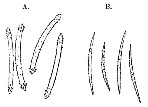 Illustration: Fig. 11.—Microscleres of Spongilla travancorica. A=Gemmule-spicules; B=flesh-spicules (from type specimen), × 240.