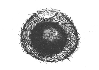 Illustration: Fig. 14.—Gemmule of Spongilla carteri (from Calcutta), as seen in optical section, × 140.