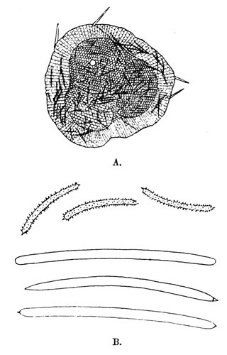 Illustration: Fig. 15.—Spongilla fragilis subsp. calcuttana. A=group of gemmules, × 70; B=spicules, × 240. From type specimen.