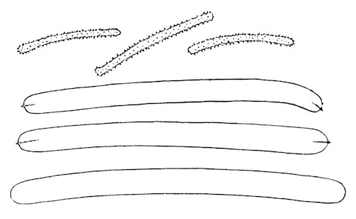 Illustration: Fig. 16.—Spicules of Spongilla crassissima var. crassior (from type specimen), × 240.