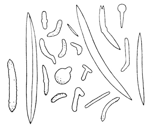 Illustration: Fig. 19.—Spicules of Spongilla ultima (from type specimen), × 120.