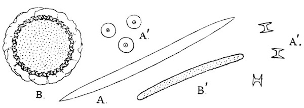 Illustration: Fig. 23.—A=skeleton-spicule of Trochospongilla latouchiana; A'=gemmule-spicule of the same species; B=gemmule of T. phillottiana as seen in optical section from above; B'=skeleton-spicule of same species: A, A', B' × 240; B × 75. All specimens from Calcutta.
