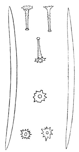 Illustration: Fig. 25.—Spicules of Tubella vesparioides (from type specimen). × 240.