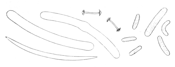 Illustration: Fig. 26.—Spicules of Corvospongilla lapidosa (from type specimen), × 240.