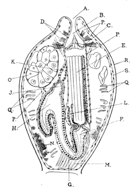 Illustration: Fig. 30.—Vertical section through a polypide of Alcyonidium with the polypide retracted (after Prouho).