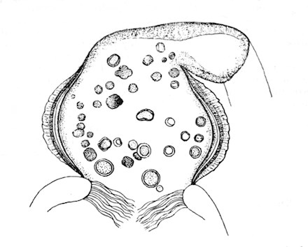 Illustration: Fig. 38.—Optical section of gizzard of Hislopia lacustris, with contained green cysts, × 240.