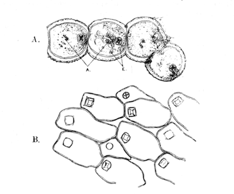 Illustration: Fig. 39.—Hislopia lacustris.