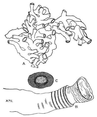Illustration: Fig. 44.—Plumatella tanganyikæ from Igatpuri Lake.