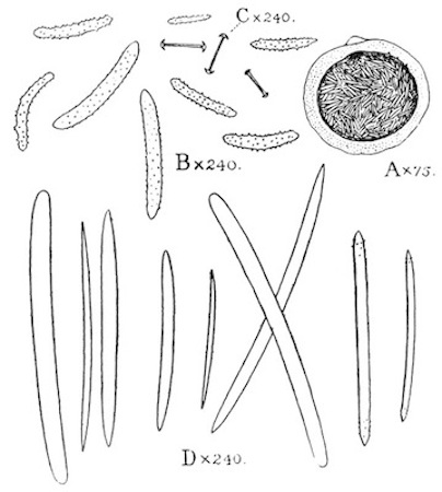 Illustration: Fig. 48.—Corvospongilla caunteri (type, from Lucknow).